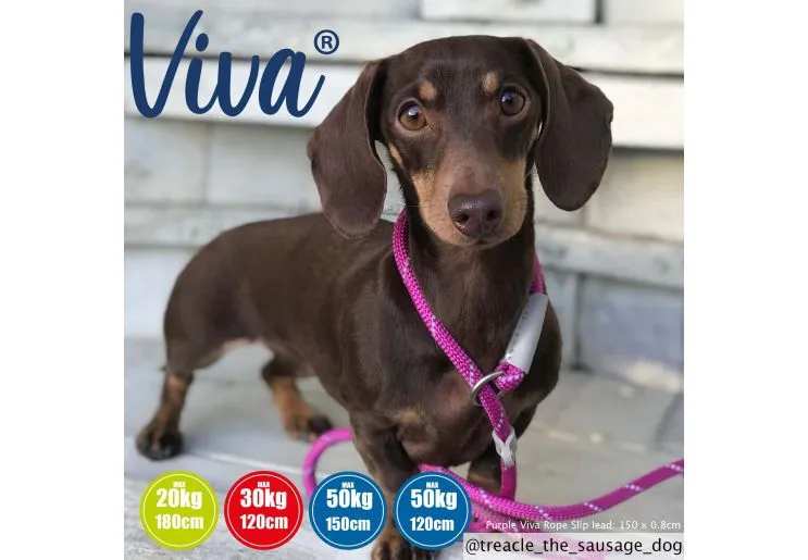 Ancol - Viva Nylon Reflective Rope Slip Lead - Blue - 150cm x 8mm (Max 20kg)
